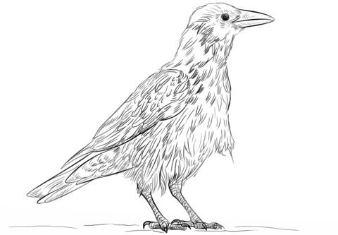 Hooded Crow Coloring Page